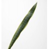 Hoja verde Sanseveria verde 82cm