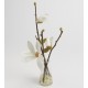 Magnolia Campbelli Eau 16 cm en vaso de cristal