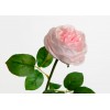 Rose pretty 2 pink tones 41 cm